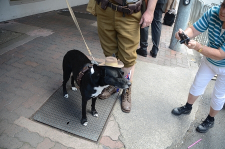 Well trained dog joined the parade;Marching with pride ; Anzac day parade ,25th of April 2013, Brisbane CBD at 10 am., Australia のeditorial素材