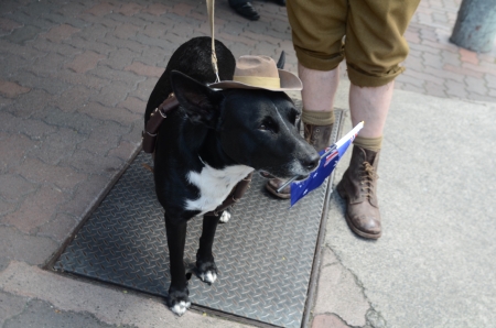 Well trained dog joined the parade;Marching with pride ; Anzac day parade ,25th of April 2013, Brisbane CBD at 10 am., Australia のeditorial素材