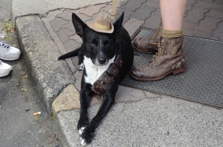 Well trained dog joined the parade;Marching with pride ; Anzac day parade ,25th of April 2013, Brisbane CBD at 10 am., Australia のeditorial素材