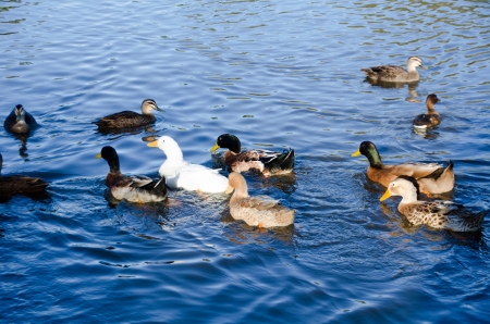 A flock of ducks are swimming and looking for foodの写真素材