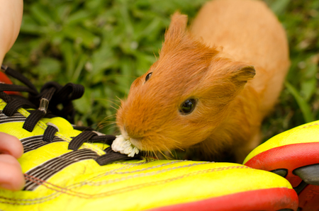 A young guinea pig enjoys his time outside the cageの写真素材