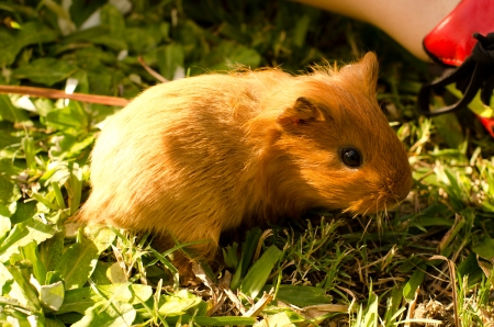 A young guinea pig enjoys his time outside the cageの写真素材