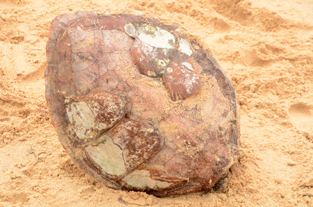 A turtle shell on the beachの写真素材
