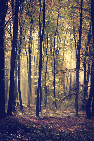 Vintage photo of autumnal forestの写真素材