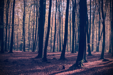 Vintage photo of autumnal forestの写真素材