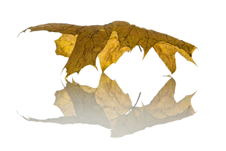 Autumn backgroundの写真素材