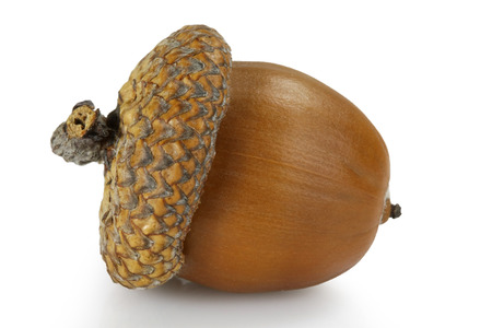 Acorn of autumnの写真素材