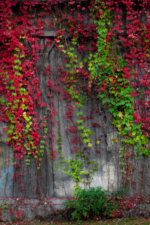 Autumn colorsの写真素材