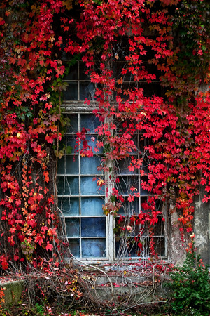 Autumn colorsの写真素材