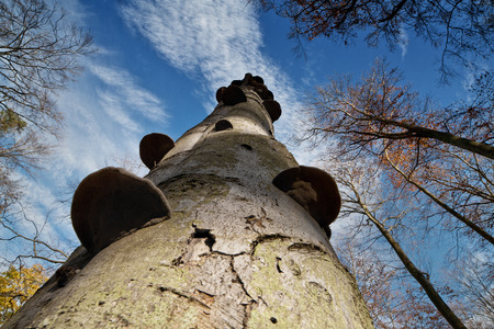 Autumn trees looking up