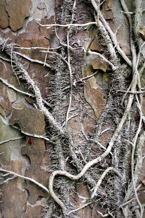 Old tree with ivyの写真素材