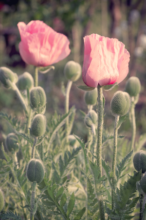 Vintage photo of poppies on sunsetの写真素材
