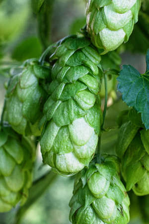 Ripe green hop cones