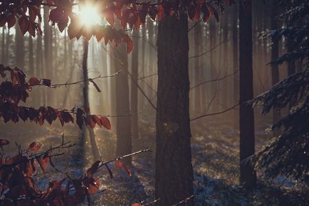 Sunrise in winter forestの写真素材