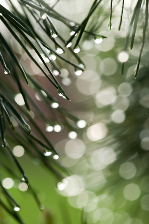 Green prickly branches of pineの写真素材
