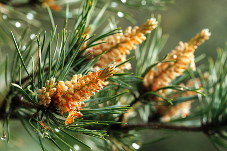 Green prickly branches of pineの写真素材