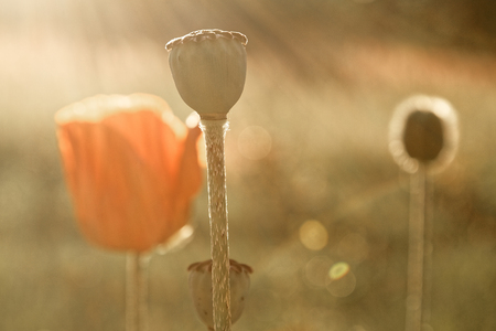 Poppies against the setting sun. Vintage filterの写真素材