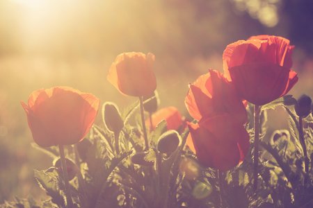 Poppies against the setting sun. Vintage filterの写真素材