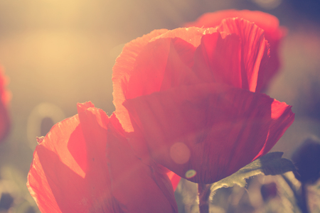 Poppies against the setting sun. Vintage filterの写真素材