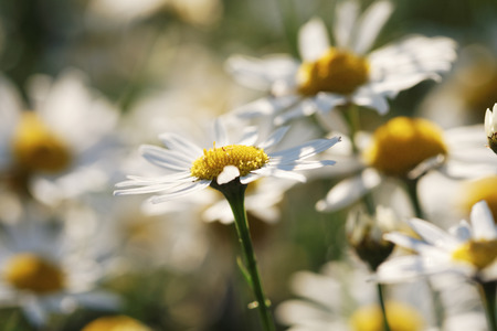 Vintage photo of chamomile flowers growing and bloomingの写真素材
