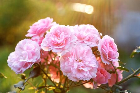 Bouquet of pink roses in the gardenの写真素材