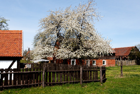 Apple tree blossoms in a sunny spring dayの写真素材