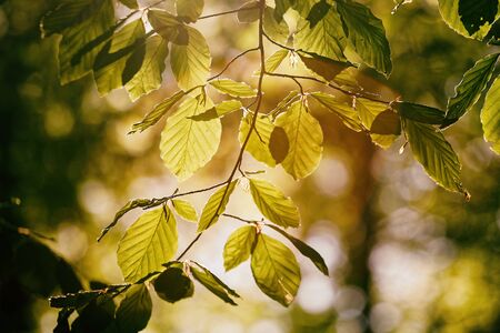 Tree tops are illuminated by the setting sun. Spring time treeの写真素材