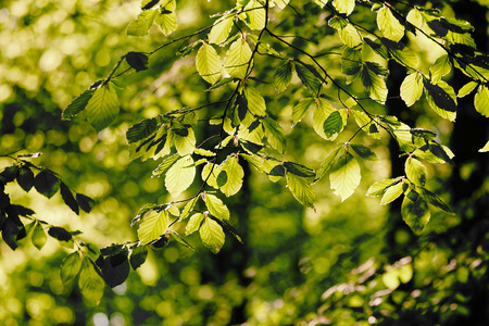 Tree tops are illuminated by the setting sun. Spring time tree