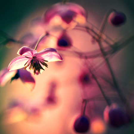 Gardens blossom in full bloom.Flowers in small clusters on a bushの写真素材