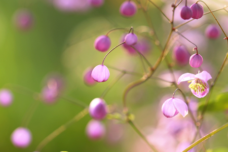 Gardens blossom in full bloom.Flowers in small clusters on a bushの写真素材