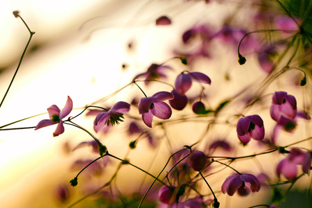 Gardens blossom in full bloom.Flowers in small clusters on a bushの写真素材