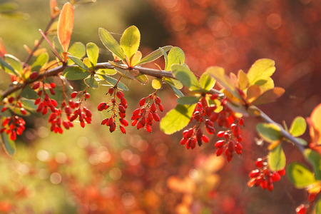 Barberry (Berberis thunbergii) bush in the rays of the setting sunの写真素材