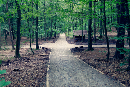View of the path in the forestの写真素材