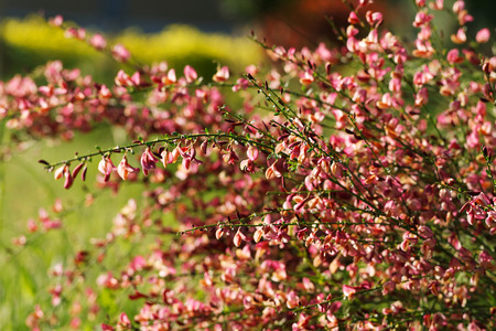 Cytisus scoparius spring blooming bush with red / yellow blossomの写真素材