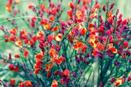 Cytisus scoparius spring blooming bush with red / yellow blossomの写真素材