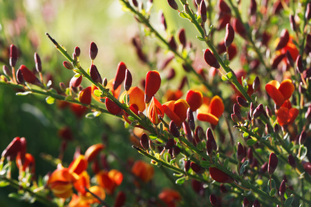Cytisus scoparius spring blooming bush with red / yellow blossomの写真素材