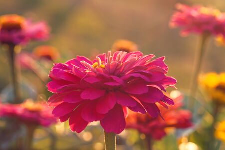 Flower in garden at sunny summer or spring day. Flower for postcard beauty decorationの写真素材