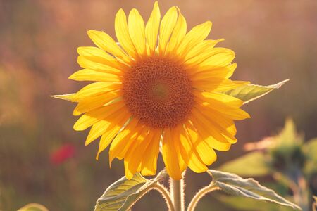 Flower in garden at sunny summer or spring day. Flower for postcard beauty decorationの写真素材