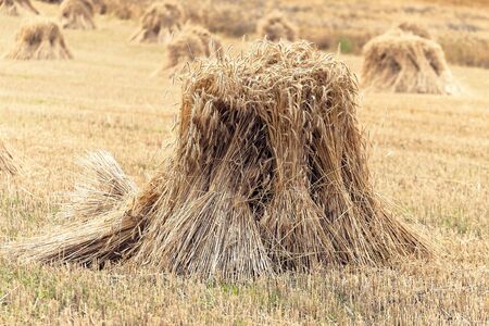 Sheafs of wheat on the background of the large field of ripe wheat