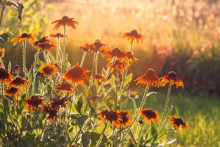 Magic picture beautiful unusual flowers in light rays. Photography with fantastic effect of bright cosmic flower fieldの写真素材