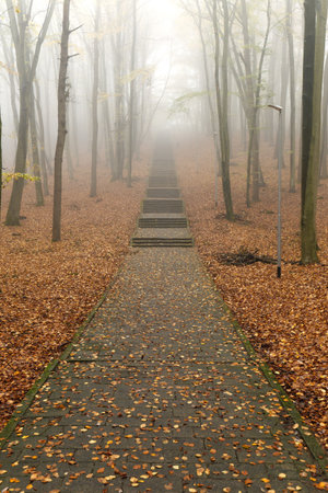 Autumn natural beech forest. Autumn in the forest has its charmの写真素材