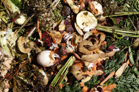 Compost. Compost and composted soil cycle as a composting pile of rotting kitchen scraps with fruits...