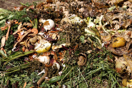 Compost. Compost and composted soil cycle as a composting pile of rotting kitchen scraps with fruits and vegetable garbage waste turning into organic fertilizer earthの写真素材