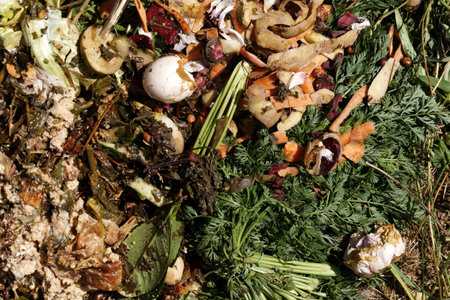 Compost. Compost and composted soil cycle as a composting pile of rotting kitchen scraps with fruits and vegetable garbage waste turning into organic fertilizer earthの写真素材