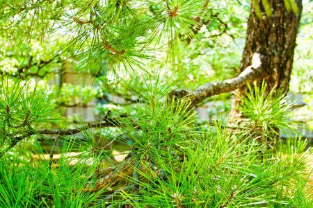 pine treeの写真素材