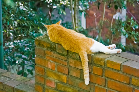 a sleeping catの写真素材