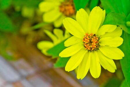 flowersの写真素材