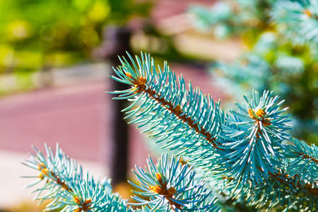 pine treeの写真素材