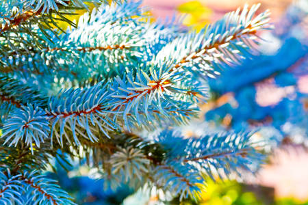 pine treeの写真素材