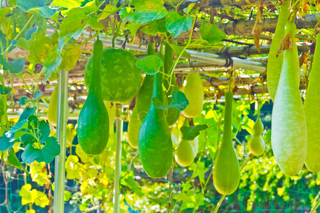 Gourdの写真素材